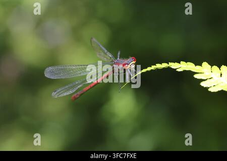 Große rote Azurjungfer (Pyrrhosoma nymphula) auf einem Blatt an einem Teich in einem Garten, blickt in Richtung Kamera, dunkler Hintergrund, Wilnsdorf, Nordrhein-Westfalen Stockfoto