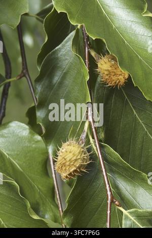 Amerikanische Buche (Fagus grandifolia). Auch als nordamerikanische Buche bekannt Stockfoto