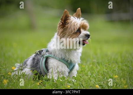 Wunderschöner Schnappschuss eines kleinen süßen Hundes in der Natur - Biewer Yorkshire Terrier. Konzept für Tiere und Haustiere Stockfoto