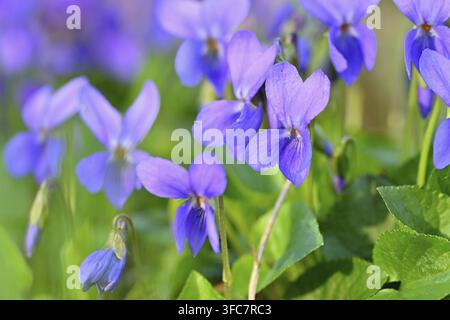 Eine schöne kleine lila Frühlingsblume – das duftende Veilchen (Viola odorata). Frühling in der Natur. (Viola odorata) Stockfoto
