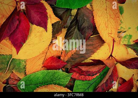 Blätter in verschiedenen Farben und Formen bedecken eine flache Oberfläche und markieren den Übergang zum Herbst und den Wechsel der Jahreszeiten. Stockfoto