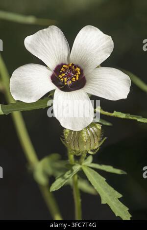 Blume-von-einer-Stunde (Hibiscus trionum). Genannt Blase Hibiskus, Blase Ketmia, Blase Unkraut, Modesty, Puarangi, Shoogly und Venedigmallow auch Stockfoto