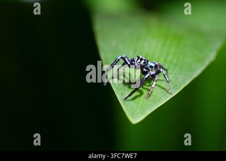 Eine springende Spinne auf grünem Blatt, die detaillierte Beine und gemusterten Körper im natürlichen Lebensraum zeigt, mit dramatischem dunklem Negativraum und weichem Blattwerk im Hintergrund Stockfoto