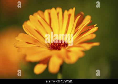Schöne Orange Calendula Officinalis Blüht In Unserem Garten Stockfoto