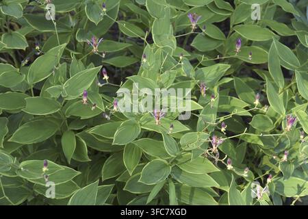 Taiwanesische Krötenlilie (Tricyrtis formosana) Stockfoto
