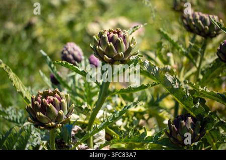 Frische grüne Artischocke (Cynara scolymus) Pflanze mit Blütenknospen, die auf einem Frühlingsfeld wächst Stockfoto