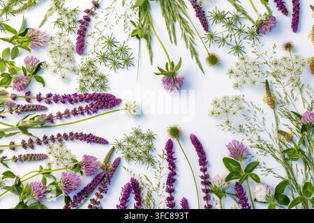 Floraler Hintergrund mit Kamille, Klee, Kornblume und Wildblumen Stockfoto