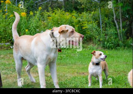 Zwei Haushunde unterschiedlicher Größe stehen aufmerksam in einem grasbewachsenen Hof, umgeben von grünen Pflanzen an einem sonnigen Tag. Stockfoto