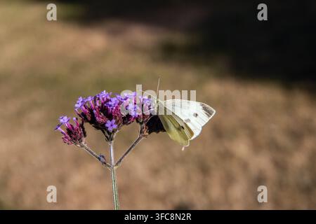 Gefleckter Kohlweißling auf einer violetten Blume. Stockfoto