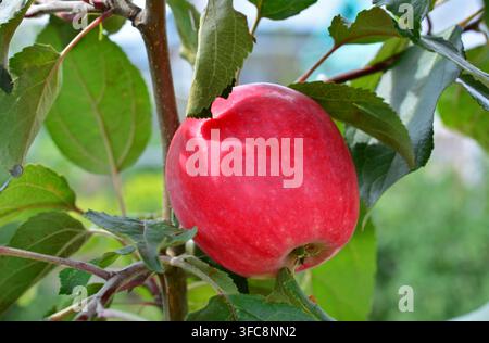 organische rote Äpfel hängen an einem Ast im Garten Stockfoto