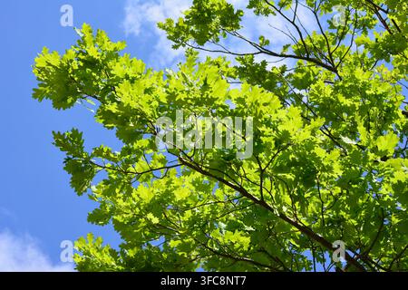 Grüne Eichenblätter am Ast vor blauem Himmel im Nahaufnahme Stockfoto