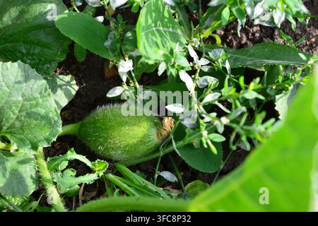 Junger grüner Melonenfrucht, der in Gartenerde wächst Stockfoto