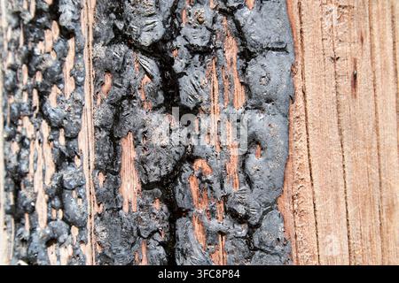 Schmelzender Bitumen-Teer, der aufgrund der heißen Sommerzeit in Dublin, Republik Irland, aus einem hölzernen Strommast austritt Stockfoto