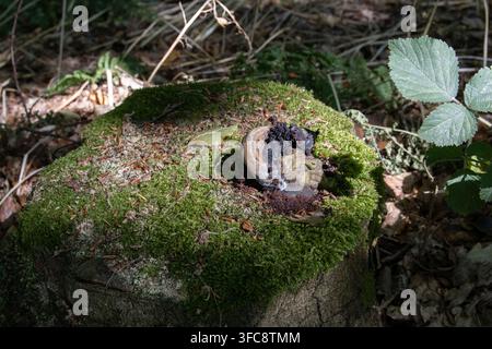 Ein verfallender Waldpilz, der auf einem moosbewachsenen Baumstumpf zwischen Laub und Vegetation in West Woods, Wiltshire, England wächst. Stockfoto