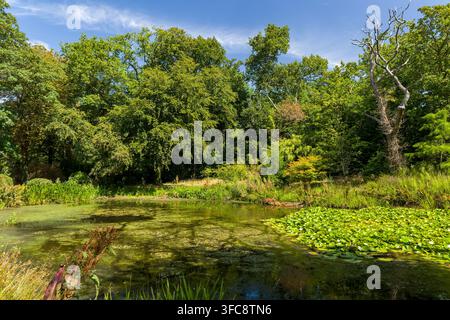 Seerosen-Teich mit grünen Seerosenblättern, die am Waldrand schwimmen, üppige Laubbäume und klarer blauer Sommerhimmel spiegeln sich auf der ruhigen Oberfläche Stockfoto