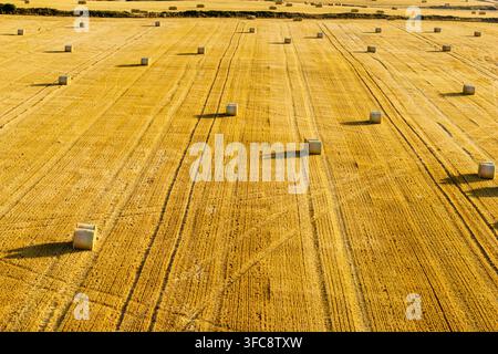 Runde Heuballen, die über ein abgeerntetes goldenes Feld in Pembrokeshire, Wales, verstreut sind, Traktorspuren, die durch trockenen Stoppeln in der warmen Spätnachmittagssonne verlaufen Stockfoto
