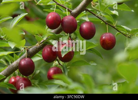 Reife rote Pflaumen an Baumzweigen mit grünen Blättern im Garten. Stockfoto