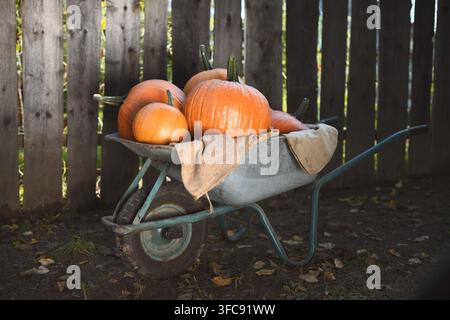 Kürbisse in einer Schubkarre im Freien mit Holzzaun im Hintergrund. Herbst-Ernteszenario mit Kürbis und saisonalem Bauernhofkonzept Stockfoto
