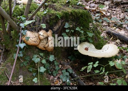 Bracketi pilze, die auf einem moosbedeckten Baumstumpf in einem Wald in West Woods, Wiltshire, England wachsen. Stockfoto