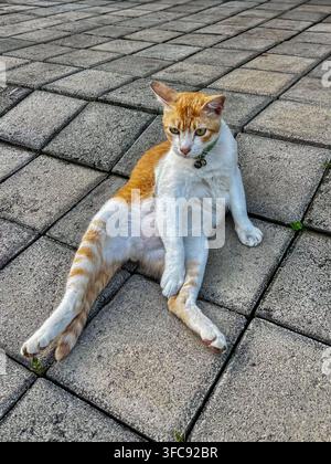 Lustige Hauskatze mit rotbraunem und weißem Tabby-Muster, die wie ein Mensch auf Pflastersteinen im Freien sitzt. Liebenswerte Katze mit grünem Halsband, die wegschaut. Stockfoto