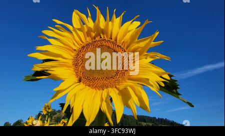 Nahaufnahme einer hellen Sonnenblume auf einem Feld vor einem tiefblauen Himmel in der Schweiz Stockfoto