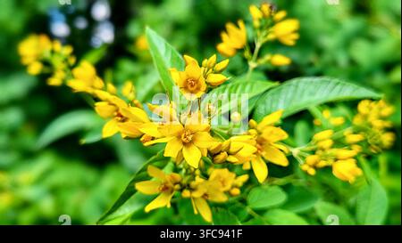 Nahaufnahme von Gelber Weidenröschen (Lysimachia vulgaris) mit üppigem grünem Laub in einem Schweizer Wald Stockfoto