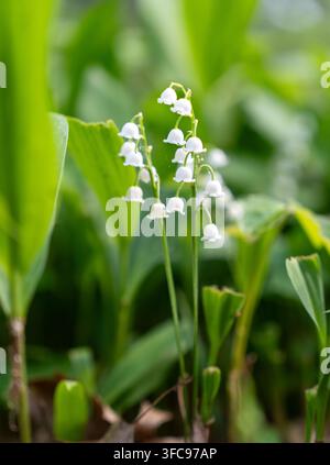 Nahaufnahme zarter weißer Maiglöckchen, die zwischen frischen grünen Blättern in einem Frühlingsgarten blühen. Weiches natürliches Licht und geringe Schärfentiefe Stockfoto