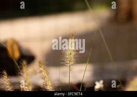 Nahaufnahme der Blütenstand von Fountain Grass Stockfoto