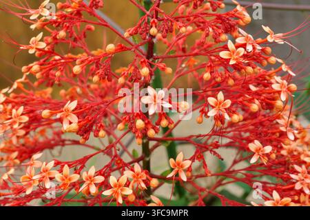 Tropische Orangenblüten blühen in der Natur Stockfoto