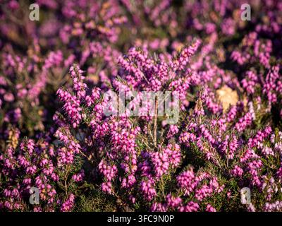 Winterheide Erica carnea 'Myretoun Ruby', die im frühen Frühling mit rosa glockenförmigen Blüten blüht. Stockfoto