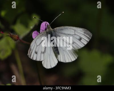 Isolierte dorsale Makroaufnahme eines Pieris rapae, auch bekannt als kleiner Weißling oder Kohlweißling, auf dem Blütenkopf eines Robert-Krauts (Geranium robertianum) oder Roberts Geißblatt Stockfoto