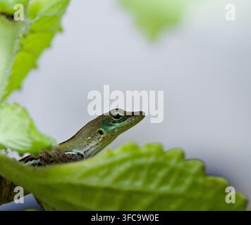Makrofoto einer grünen Anolis-Echse (Anolis), die zwischen hellgrünen kubanischen Oreganoblättern mit einem sauberen Hintergrund ruht Stockfoto