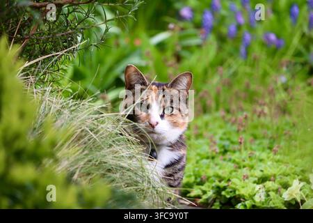 Bild einer Schildpatt- und weißen Katze, die an einem sonnigen Frühlingsnachmittag über einige Büsche und Gräser späht. Stockfoto