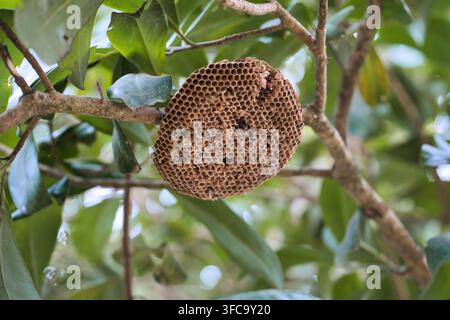 Wildes Wespennest, das an einem Ast in der Natur hängt Stockfoto