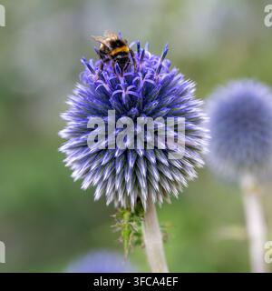 Bienenknecht (Bombus sp.) füttert an kleinem Kugeldistel (Echinops ritro) leuchtend blauer kugelförmiger Blütenkopf. Stockfoto