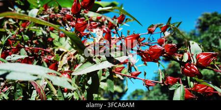 Leuchtend rote Hibiscus sabdariffa-Blüte, auch bekannt als Roselle, geschätzt sowohl für ihre dekorative Schönheit als auch für ihre essbaren Kelche, die in Kräutertees und Tradition verwendet werden Stockfoto