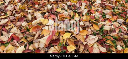 Panoramische Textur gefallener Herbstblätter Stockfoto