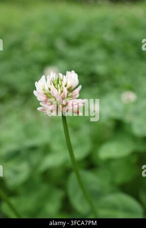 Trifolium repens, der Weißklee (auch bekannt als Niederländischer Klee, Ladino-Klee oder Ladino) in Huangshizhai (Gelbes Stein-Dorf) in Zhangjiajie Stockfoto