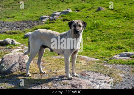 Herrenloser Streuner steht auf einem felsigen Pfad in der Natur. Stockfoto