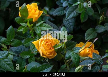 Schöne gelbe Rosen blühen mit dunkelgrünen Blättern in einem sonnigen Garten Stockfoto