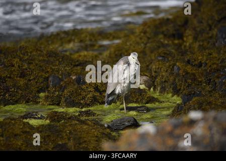 Nahaufnahme-Porträt eines juvenilen Graureihers (Ardea cinerea) zwischen Felsbecken mit aufrechter Haltung und einem angehobenen Bein, auf der Suche nach Nahrung, UK Stockfoto