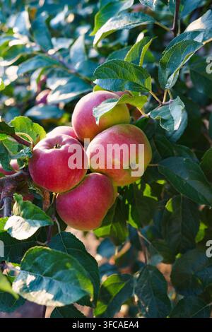 Reife rote und gelbe Äpfel, die an einem Apfelbaum in einem sonnigen Obstgarten wachsen, natürliche saisonale Obsternte. Stockfoto