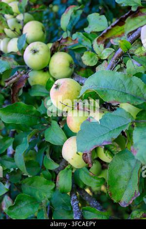 Junge Wildäpfel an einem Ast zwischen üppigem Laub. Obstbaumzweig. Neue Ernte, Landwirtschaft und Agrarwirtschaft. Vertikale Ausrichtung. Stockfoto