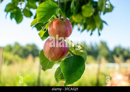 Zwei rote reife Äpfel hängen an einem Ast in einem sonnigen Garten Stockfoto