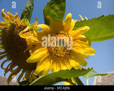 Niedrigwinkelaufnahme von zwei gelben Sonnenblumen, die in verschiedenen Wachstumsstadien vor einem lebendigen blauen Himmel blühen. Stockfoto
