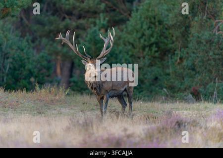Rotwild (Cervus elaphus) Hirsch versucht, die Weibchen in der Brunftzeit im Wald des Nationalparks Hoge Veluwe in den Niederlanden zu beeindrucken Stockfoto