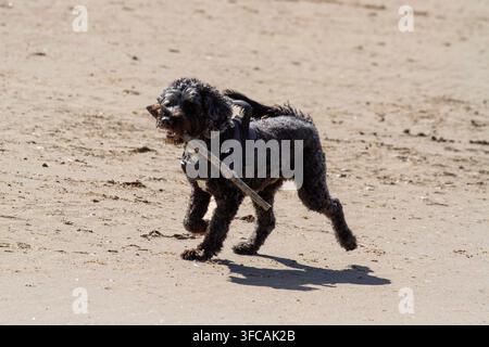Ein schwarzer Cockapoo-Hund mit Geschirr trottet über den sandigen Strand und trägt einen großen Stock im Maul. Southport, UK. Stockfoto