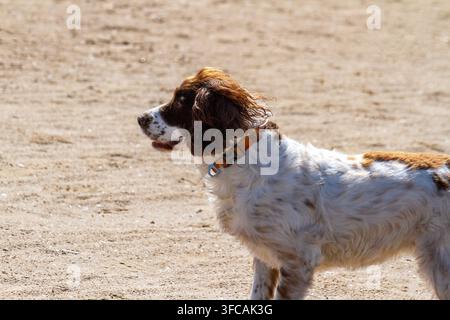 Ein English Springer Spaniel steht an einem sandigen Strand neben einem hellgrünen Tennisball und keucht mit heraushängender Zunge an einem sonnigen Tag. Southport, UK. Stockfoto