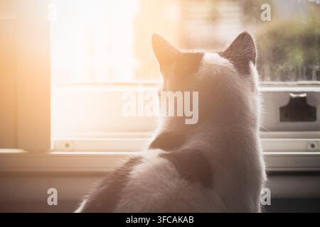 Rückseite einer schwarz-weißen Katze, die aus dem Fenster mit warmem Licht schaut Stockfoto