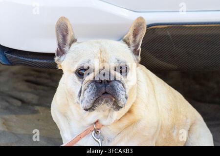 Ein fuchsfarbener französischer Bulldogge mit pinkem Halsband und Leine, der auf einem sandigen Strand neben einer Strandmatte sitzt. Southport, UK. Stockfoto